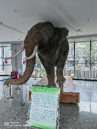 长春