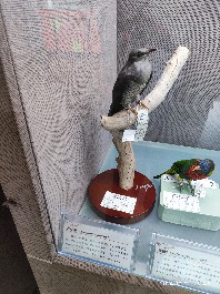 长春