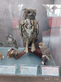 长春