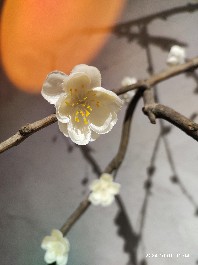 长春