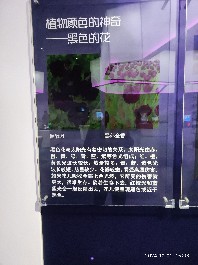 长春