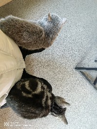 大同