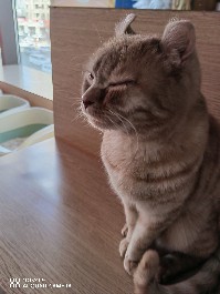 大同