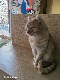 大同