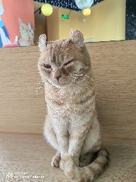 大同