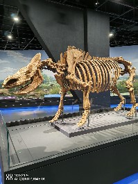 鄂尔多斯
