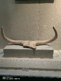 鄂尔多斯
