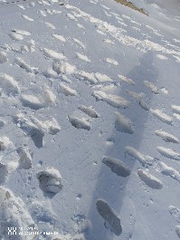 鄂尔多斯