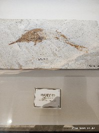 沈阳
