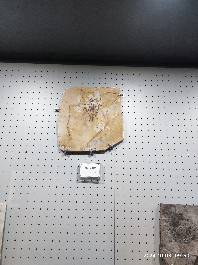 沈阳