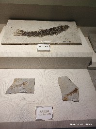 沈阳