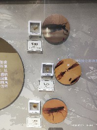 沈阳