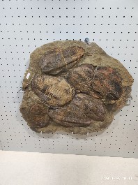 沈阳